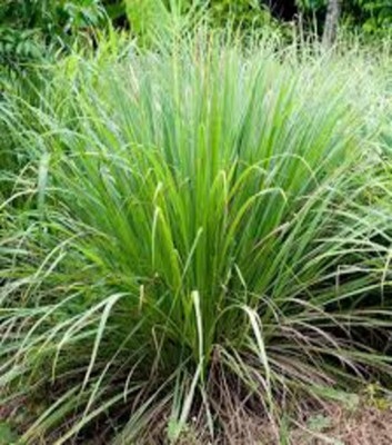 ibains Lemon Grass Plant(Hybrid, Pack of 1)