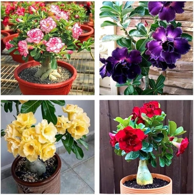 NATURESNURSERYY Adenium Plant(Hybrid, Pack of 4)