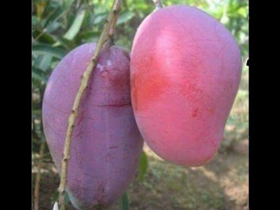 KrishnaNursery Mango Plant(Hybrid, Pack of 1)