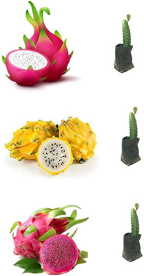 FSK Dragon Tree(Hybrid, Pack of 3)