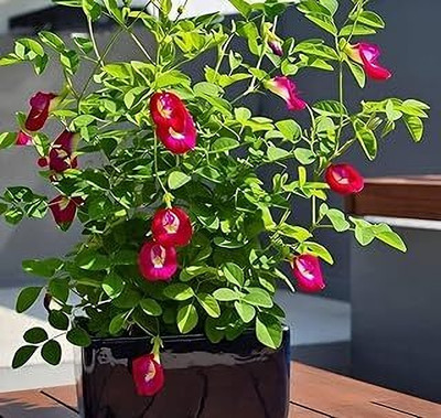 NAUTRESNURSERYY Aparajita/ Butterfly Pea Plant(Hybrid, Pack of 1)