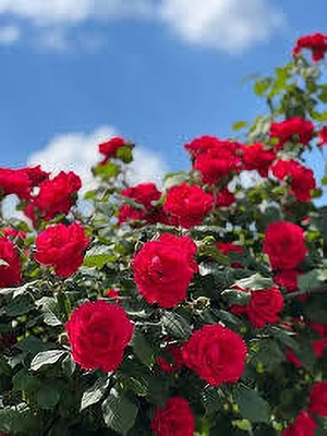 BDSresolve Rose Plant(Hybrid, Pack of 1)