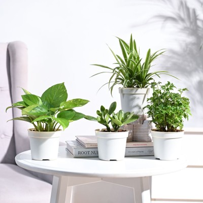 UGAOO Variegated Money Plant, Spider Plant, Aralia Plant, Crassula Plant(Pack of 4)