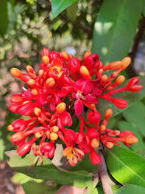 ashokaplant Ashok Plant(Hybrid, Pack of 1)