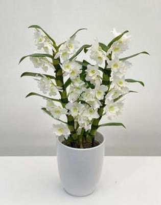 Aquinnah Orchid Plant(Hybrid, Pack of 1)