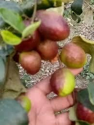 BREEZY BLOOMS Ber Apple Plant(Hybrid, Pack of 1)