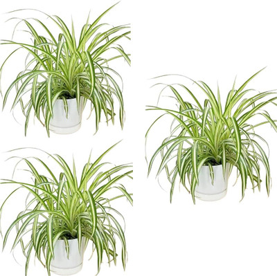 Dishita Go Green Spider Plant(Hybrid, Pack of 3)