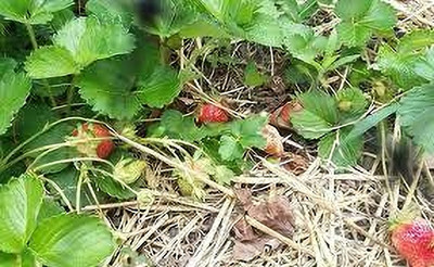 GreenyOn Strawberry Plant(Hybrid, Pack of 1)