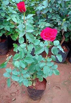 LeafLinkPlants Rose Plant(Hybrid, Pack of 1)