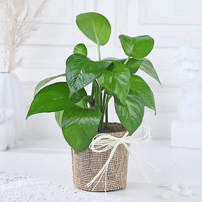 Tiny Orchid Money Plant(Pack of 1)