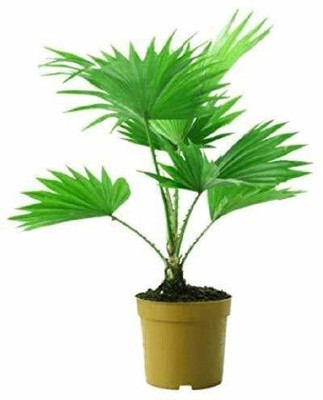 Aquinnah China Palm Plant(Hybrid, Pack of 1)
