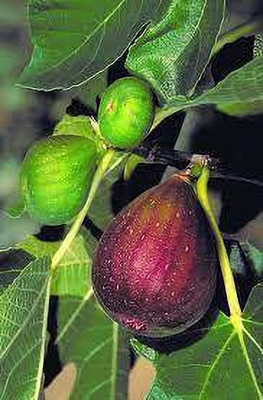 Bakuchi Ficus Plant(Hybrid, Pack of 1)