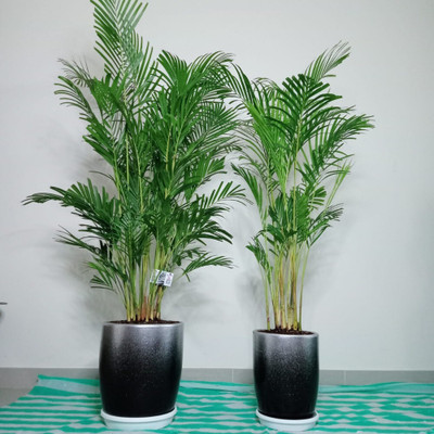 Cloud Farm Areca Palm(Hybrid, Pack of 1)
