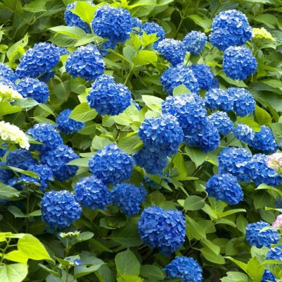 Cloud Farm Hydrangea Plant(Hybrid, Pack of 1)