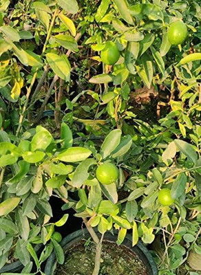 Daffodils Lemon Plant(Hybrid, Pack of 1)