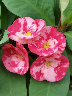 the green dotcom Euphorbia Plant(Hybrid, Pack of 1)