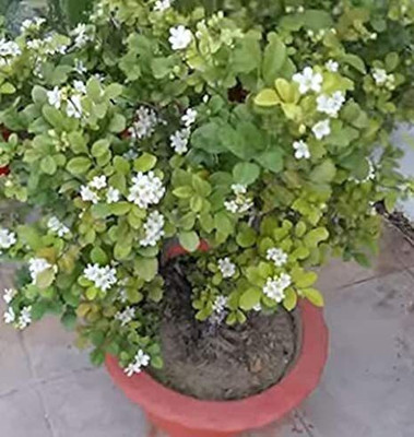 ALG Madhu Kamini Plant(Hybrid, Pack of 1)