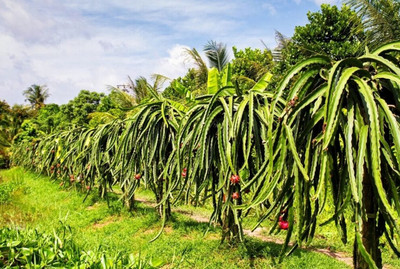 GreenyOn Dragon Tree(Hybrid, Pack of 1)