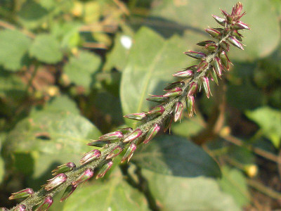 ABEFARIYA Heart Leaf Oxycardium Plant(Hybrid, Pack of 1)