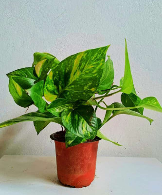 GreenyOn Money Plant(Hybrid, Pack of 1)