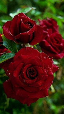 BDSresolve Rose Plant(Hybrid, Pack of 1)