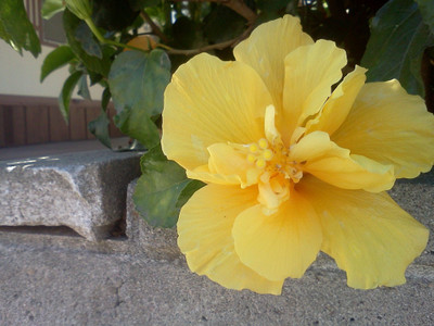 Evergreen Hibiscus Plant(Hybrid, Pack of 1)