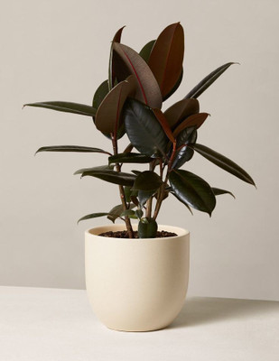 greenhousestore Rubber Tree(Hybrid, Pack of 1)
