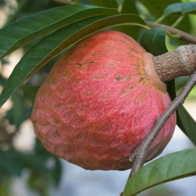 ADANNAYA Custard Apple Plant(Hybrid, Pack of 1)