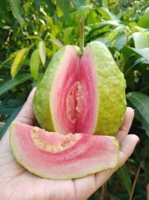 Cloud Farm Guava Plant(Hybrid, Pack of 1)