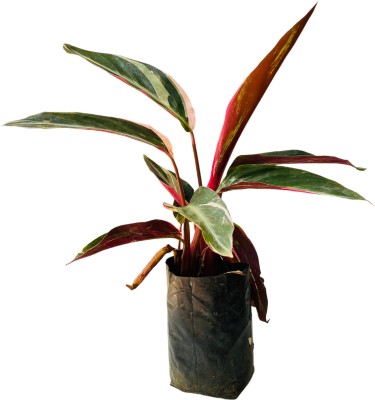 Hug A Plant Calathea Plant(Hybrid, Pack of 1)