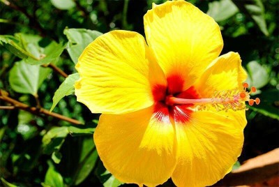 KUMUBON TRADES Hibiscus Plant(Hybrid, Pack of 1)