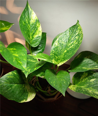 BISWAS GARDEN Money Plant(Hybrid, Pack of 1)