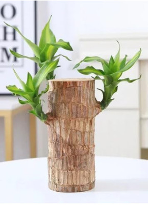 TrendFilix Dracaena Plant(Pack of 1)