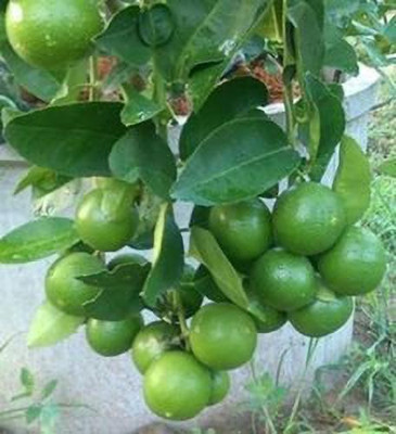MAITRA AND SONS Lemon Plant(Hybrid, Pack of 1)