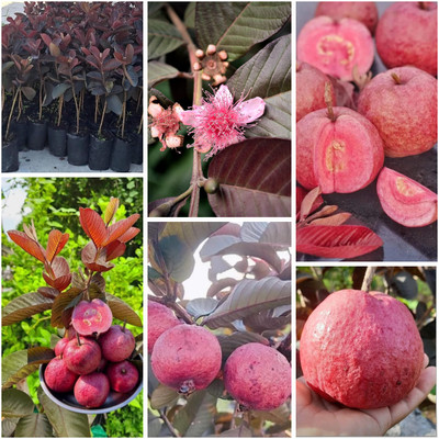 Cloud Farm Guava Plant(Hybrid, Pack of 1)