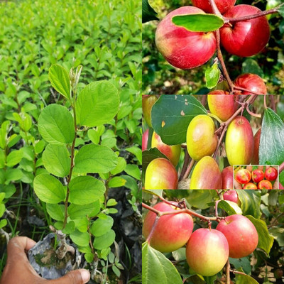Cloud Farm Ber Apple Plant(Hybrid, Pack of 1)
