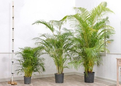 Aquinnah China Palm Plant(Hybrid, Pack of 1)