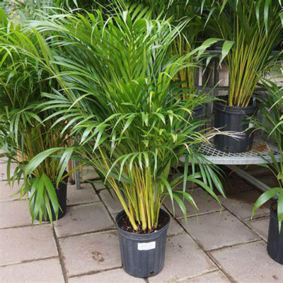 GreenyOn Areca Palm(Hybrid, Pack of 1)