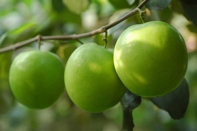 Aquinnah Ber Apple Plant(Hybrid, Pack of 1)