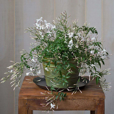 AloGardening Night Bloom Jasmine Plant(Hybrid, Pack of 1)