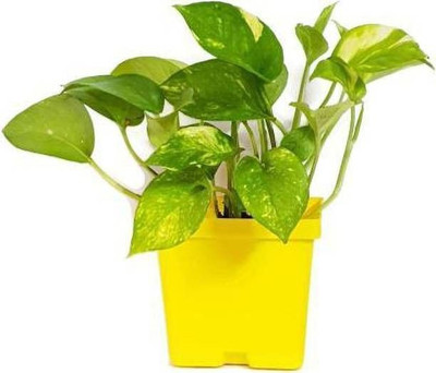 LeaflinksPlants Money Plant(Hybrid, Pack of 1)