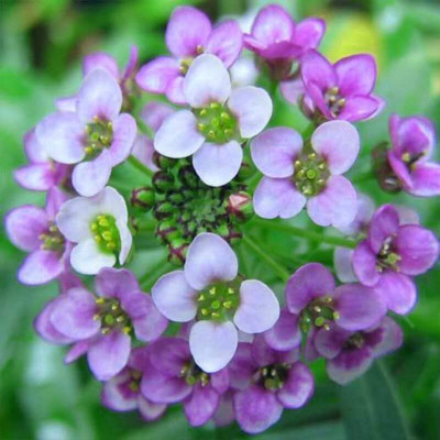 Lorvox Exotic sweet allysum Seed(48 per packet)
