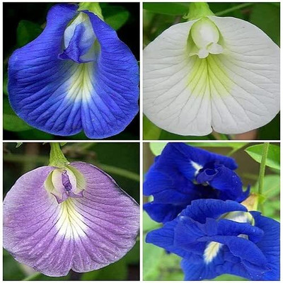 Arshiayat Aparajitha flower seeds Seed(28 per packet)
