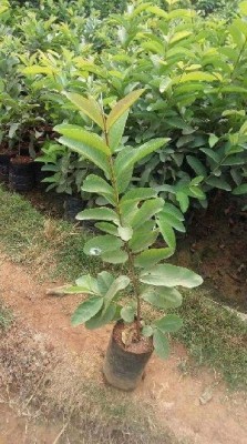 Mohomaya Guava Plant(Hybrid, Pack of 1)