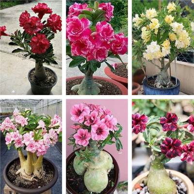 AloGardening Adenium Plant(Hybrid, Pack of 6)