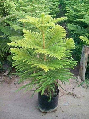 kpl cristmass tree plant Christmas Tree Plant(Hybrid, Pack of 1)