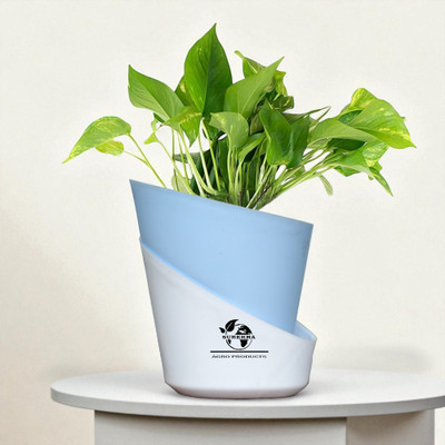 Surekha Agro Products Money Plant(Hybrid, Pack of 1)