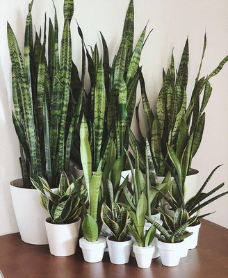 Cloud Farm Snake Plant(Hybrid, Pack of 1)