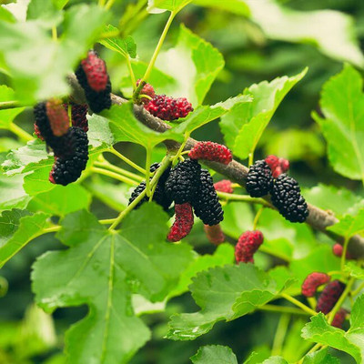 RudraECOM Shahtoot/Mulberry Plant(Hybrid, Pack of 1)