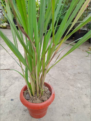 ibains Lemon Grass Plant(Hybrid, Pack of 1)